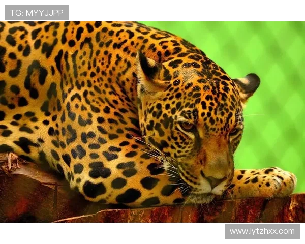 老虎大学与美洲虎的精彩对决谁将赢得最终胜利